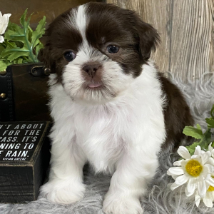 Shih Tzu Puppy Kurt