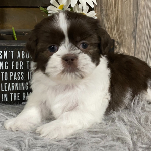 Shih Tzu Puppy Kurt