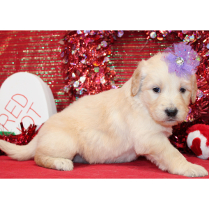Goldendoodle Puppy Mina