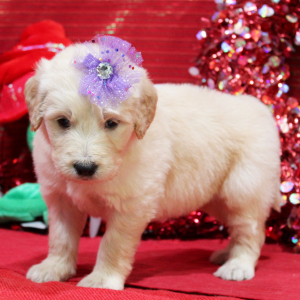 Goldendoodle Puppy Mina