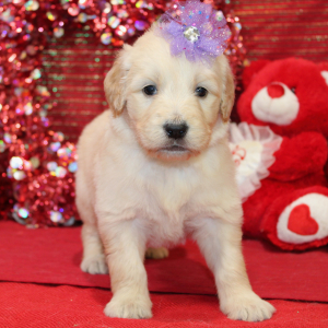 Goldendoodle Puppy Mina
