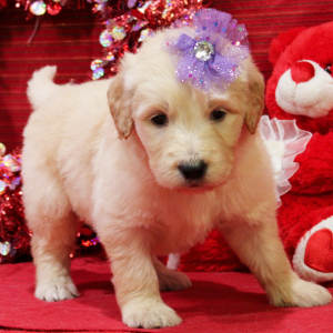 Goldendoodle Puppy Mina