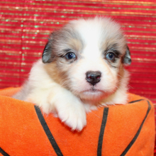 Australian Shepherd Puppy Qreed