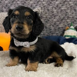 Dachshund Puppy Cameron