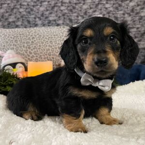 Dachshund Puppy Cameron