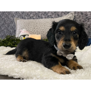 Dachshund Puppy Cameron