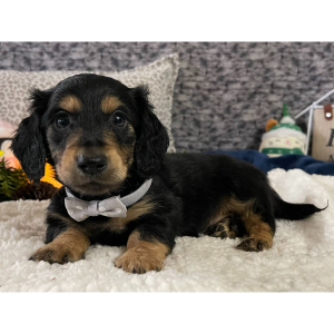 Dachshund Puppy Cameron