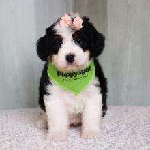 Bernedoodle Puppy Sadie