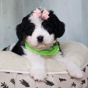 Bernedoodle Puppy Sadie