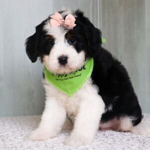 Bernedoodle Puppy Sadie