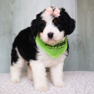 Bernedoodle Puppy Sadie