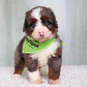 Bernedoodle Puppy Rover