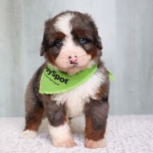 Bernedoodle Puppy Rover