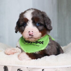 Bernedoodle Puppy Rover