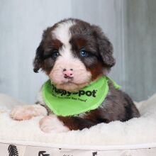 Bernedoodle Puppy Rover