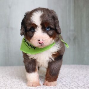 Bernedoodle Puppy Rover