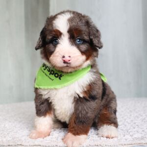 Bernedoodle Puppy Rover