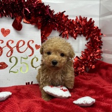 Poodle Puppy Ned