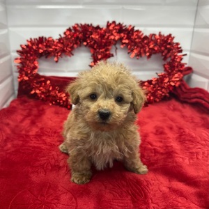 Poodle Puppy Ned