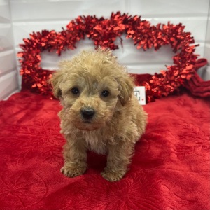 Poodle Puppy Ned