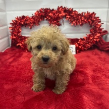 Poodle Puppy Ned