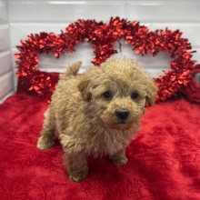 Poodle Puppy Ned