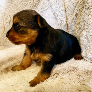Yorkshire Terrier Puppy Dexter