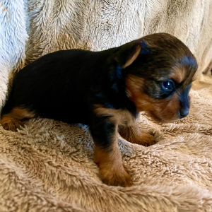 Yorkshire Terrier Puppy Dexter