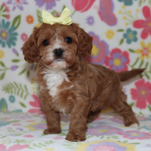 Cavapoo Puppy Jasmin