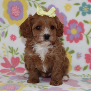 Cavapoo Puppy Jasmin