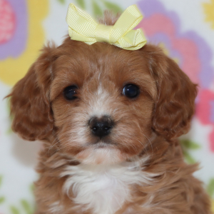 Cavapoo Puppy Jasmin