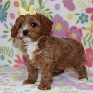 Cavapoo Puppy Jasmin