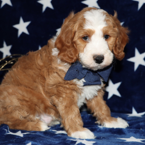 Goldendoodle Puppy Sean