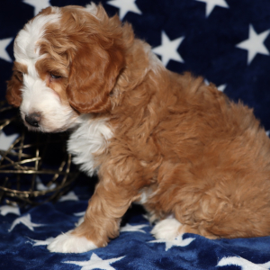 Goldendoodle Puppy Sean