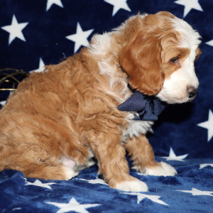 Goldendoodle Puppy Sean