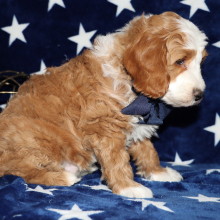 Goldendoodle Puppy Sean