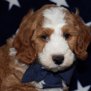 Goldendoodle Puppy Sean