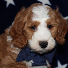 Goldendoodle Puppy Sean