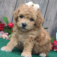 Poodle Puppy Patsy