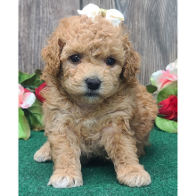 Poodle Puppy Patsy