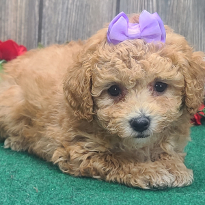 Poodle Puppy Patsy