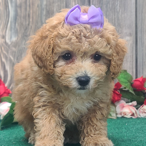 Poodle Puppy Patsy