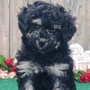 Poodle Puppy Buttons