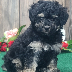 Poodle Puppy Buttons
