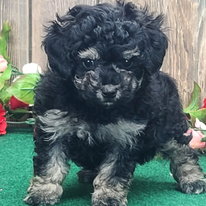 Poodle Puppy Buttons