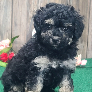 Poodle Puppy Buttons