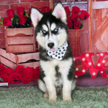 Siberian Husky Puppy Kameron