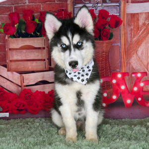 Siberian Husky Puppy Kameron
