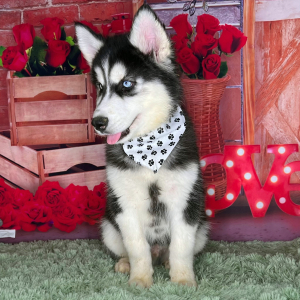 Siberian Husky Puppy Kameron