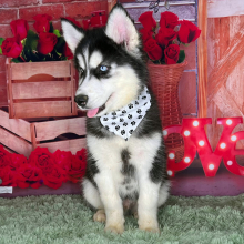 Siberian Husky Puppy Kameron